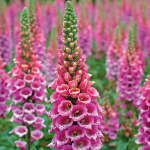  Digitalis purpurea 'Candy Mountain'