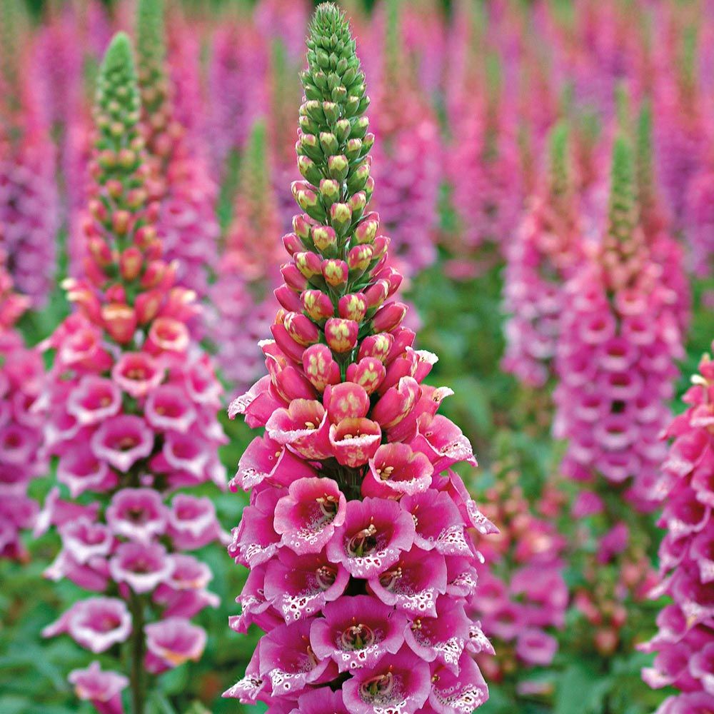 Digitalis Purpurea Candy Mountain White Flower Farm