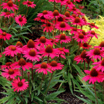  Echinacea 'Glowing Dream'