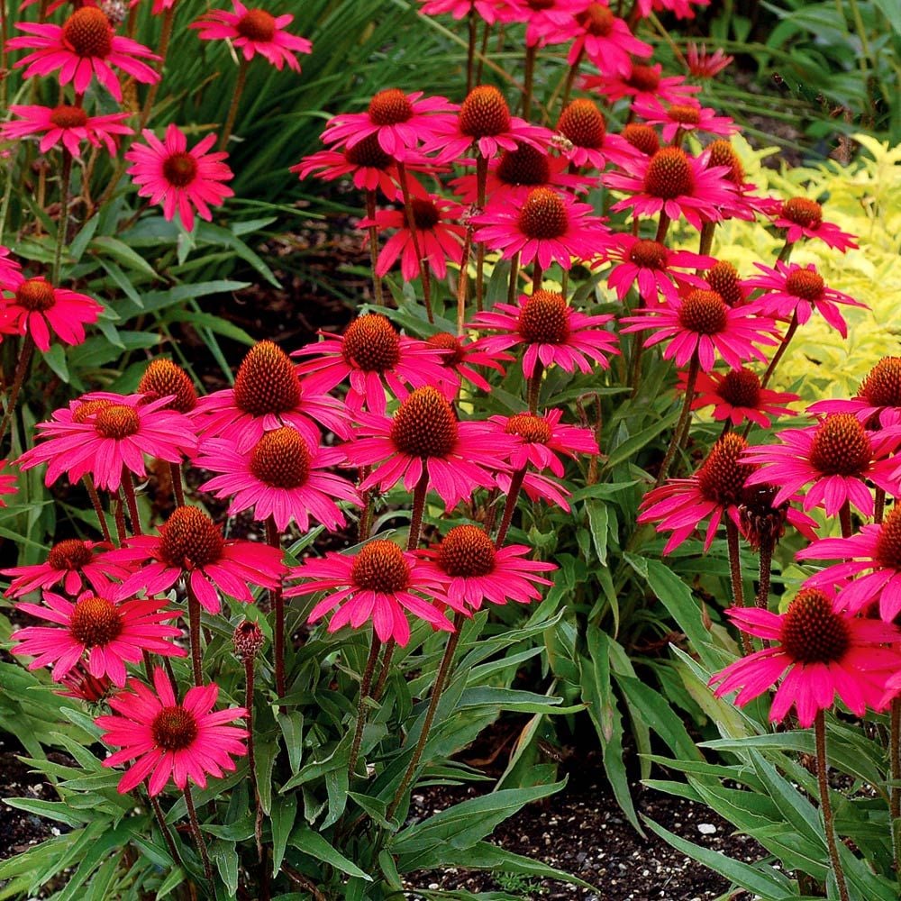 Echinacea 'Glowing Dream'