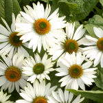  Echinacea purpurea Prairie Pillars™ 'Fragrant Angel'