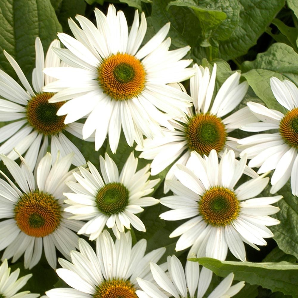 Echinacea purpurea Prairie Pillars™ 'Fragrant Angel'