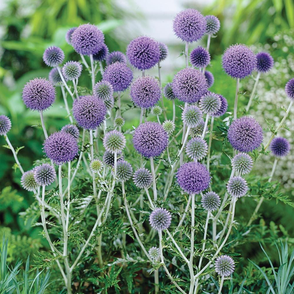 Echinops ritro 'Platinum Blue'