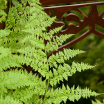  Athyrium filix-femina - Lady Fern