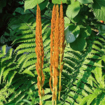  Osmunda cinnamomea - Cinnamon Fern