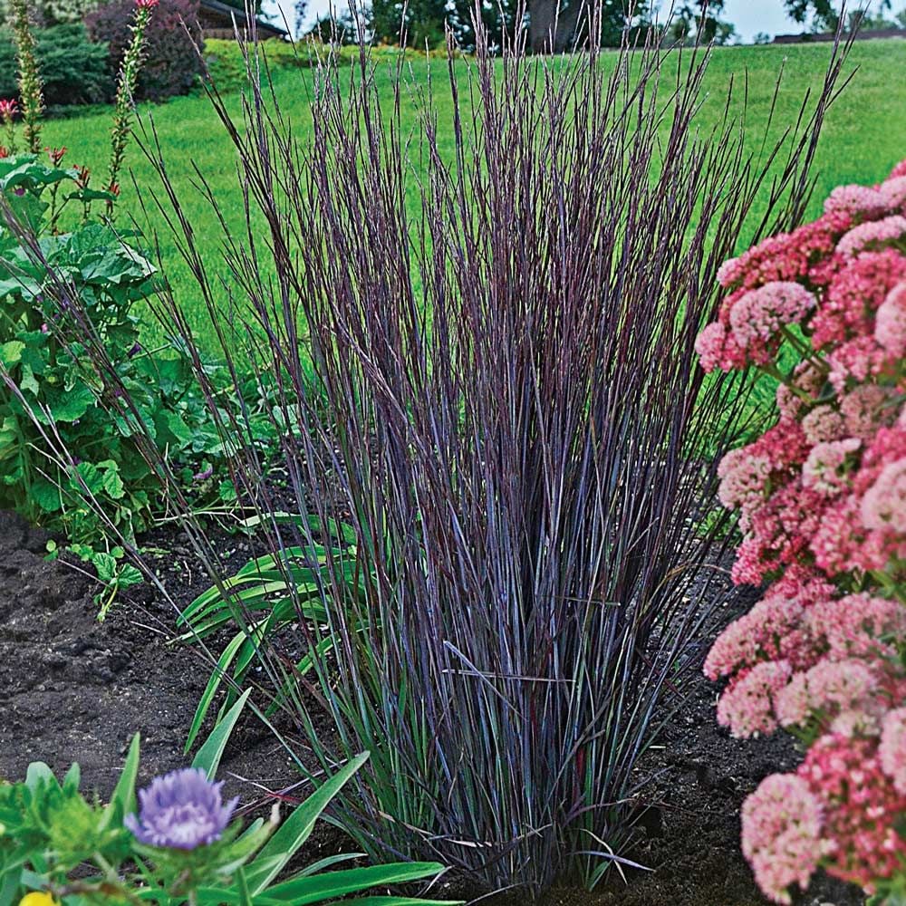 Schizachyrium scoparium 'Smoke Signal'