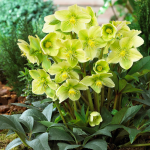  Helleborus Winter Magic™ 'Snow Love'