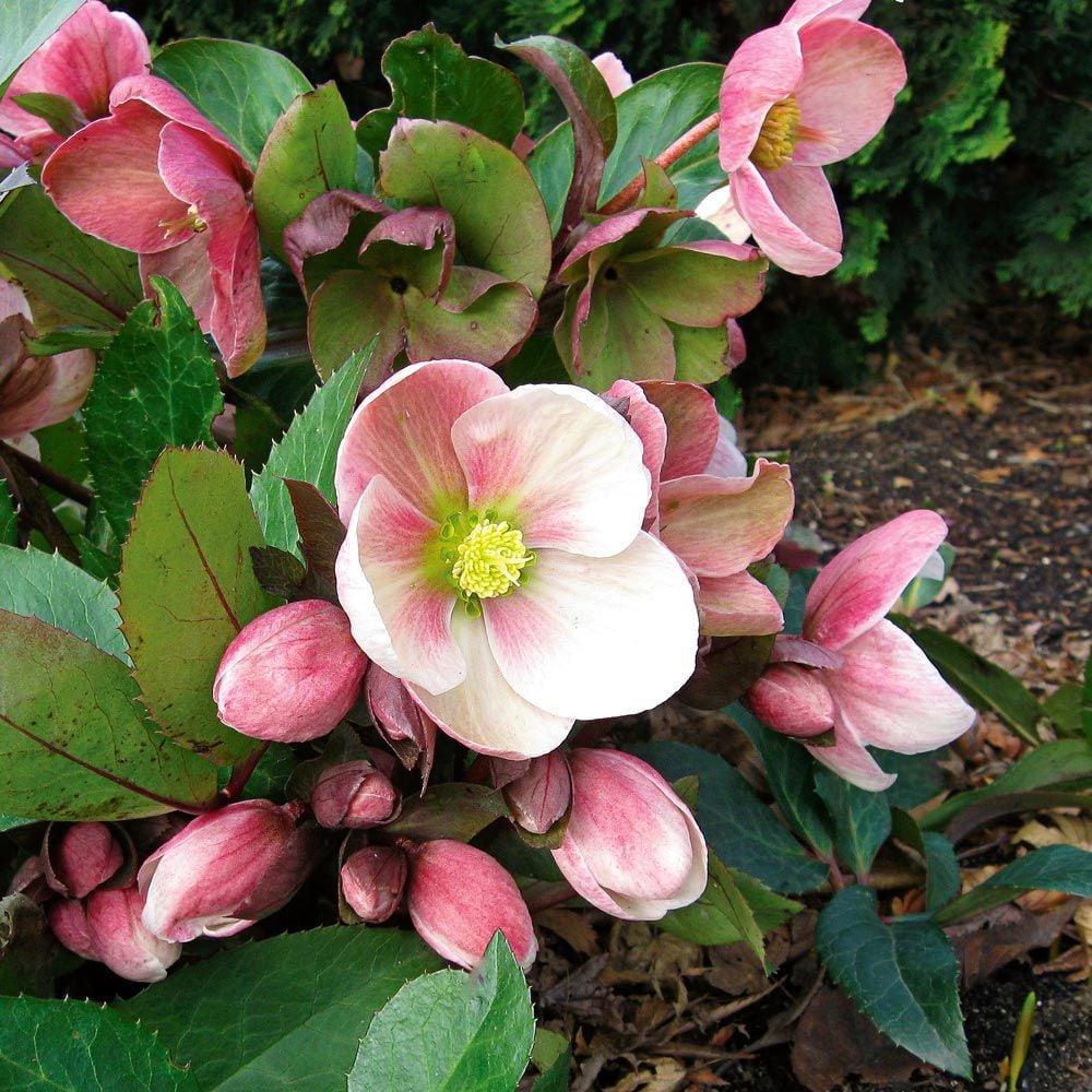 Helleborus HGC® Pink Frost