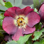  Helleborus Honeymoon® 'Rome in Red'