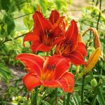 Daylily