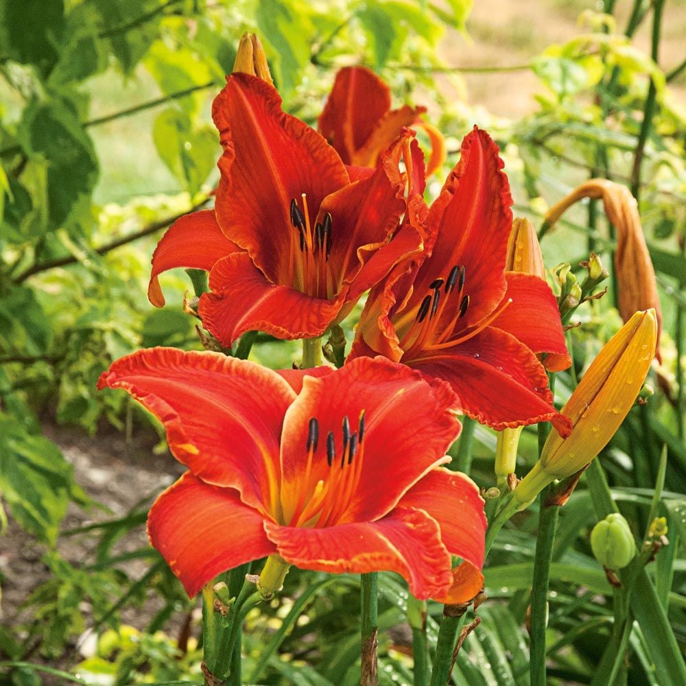 Hemerocallis (Daylily) 'Alabama Jubilee'