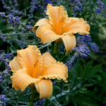  Hemerocallis (Daylily) 'Apricot Sparkles' - Reblooming