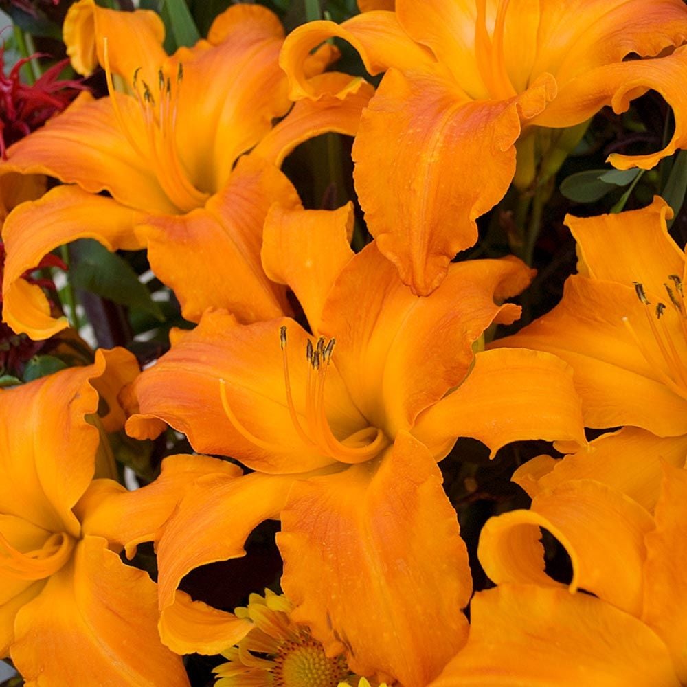 Hemerocallis (Daylily) Rainbow Rhythm® 'Primal Scream'