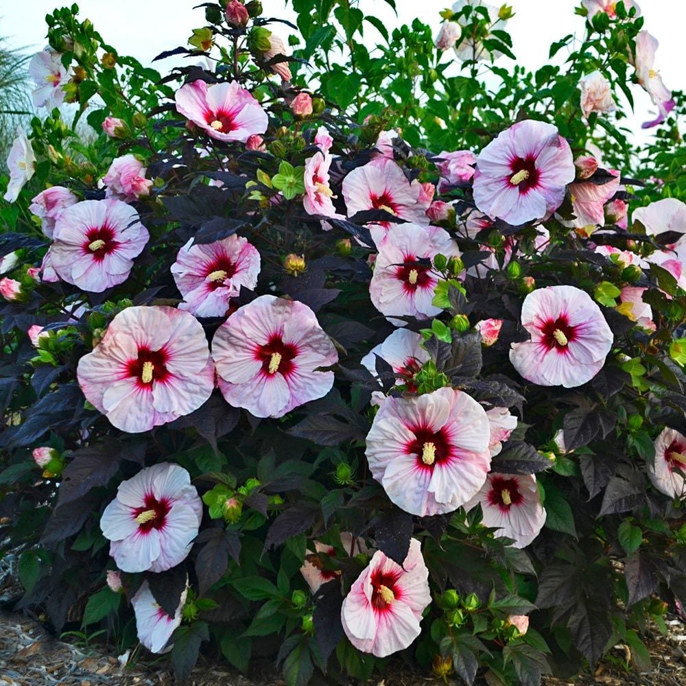 Hibiscus Summerific® 'Perfect Storm'