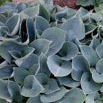  Hosta 'Hadspen Blue'