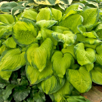  Hosta 'Stained Glass'