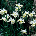  Iris sibirica 'Butter and Sugar'