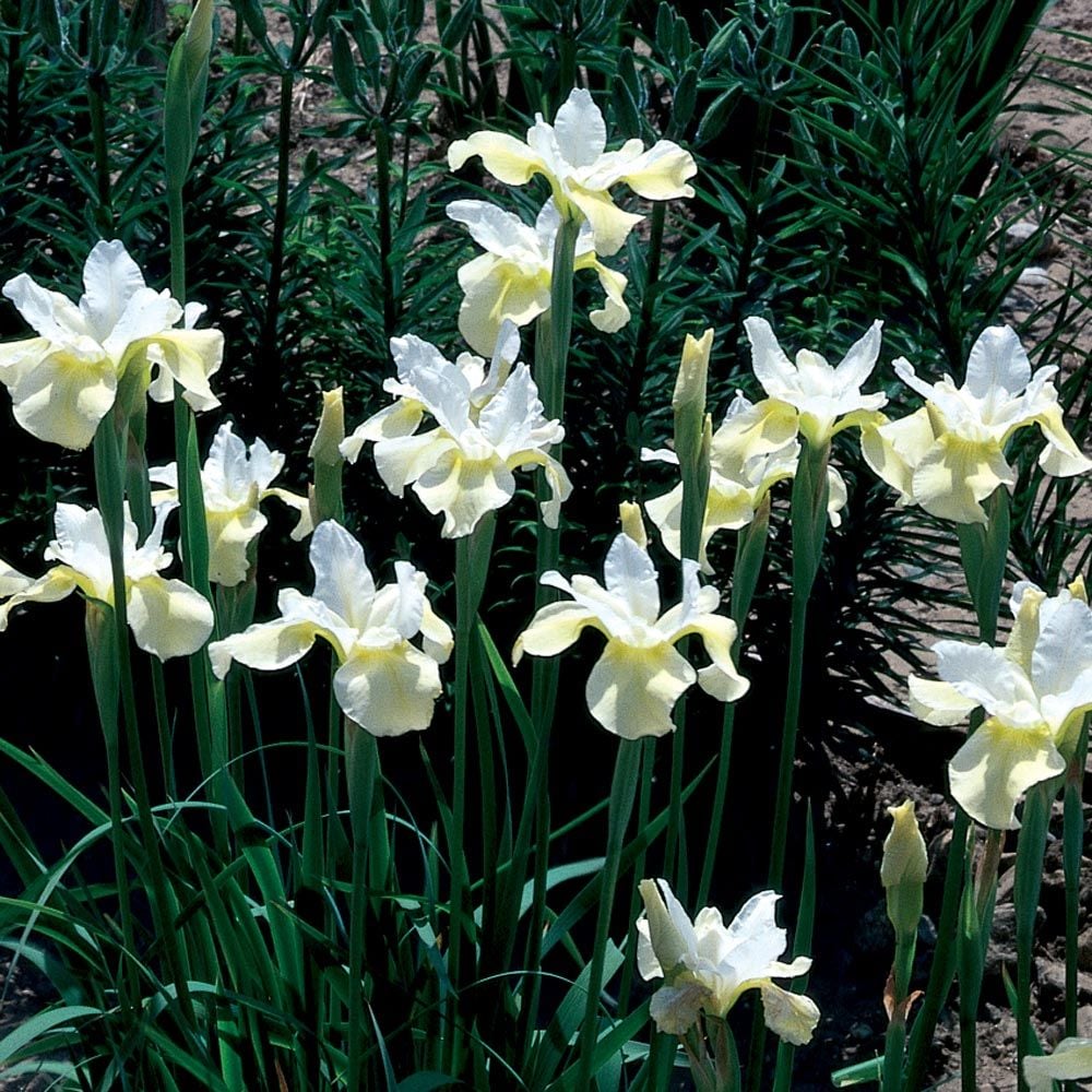 Iris sibirica Butter and Sugar | White 