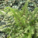  Athyrium niponicum pictum 'Red Beauty'