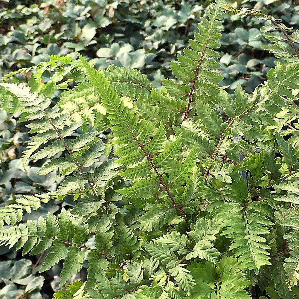 Athyrium niponicum pictum 'Red Beauty'