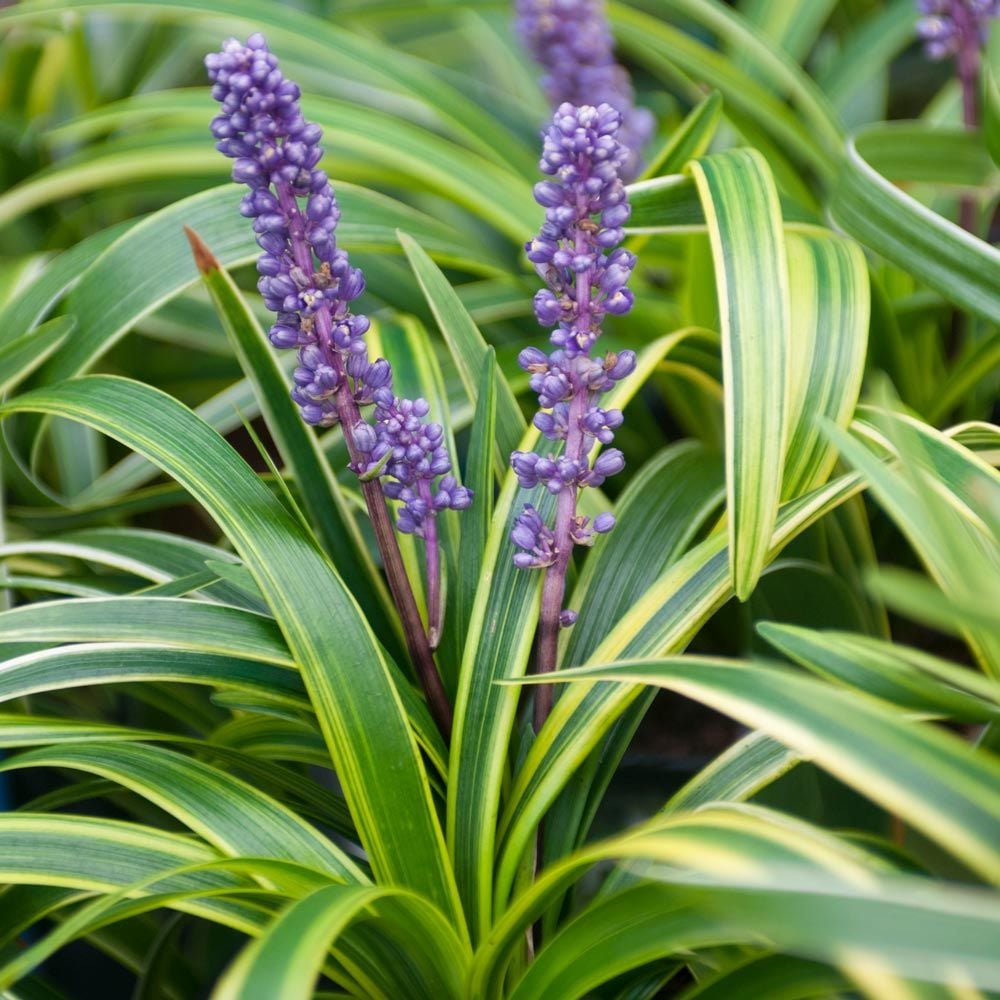 Liriope muscari 'Variegata'