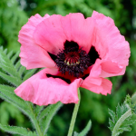  Papaver orientale 'Raspberry Queen'