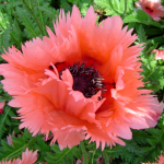  Papaver orientale 'Forncett Summer'