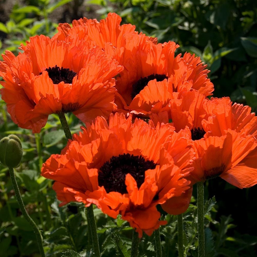 Papaver orientale 'Türkenlouis'