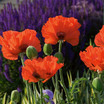  Papaver orientale 'Türkenlouis'