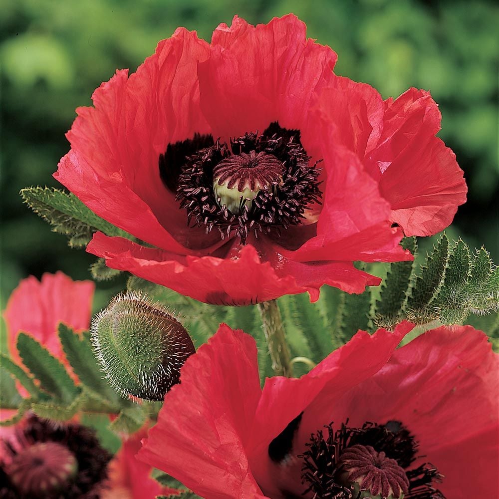 Papaver orientale 'Watermelon'