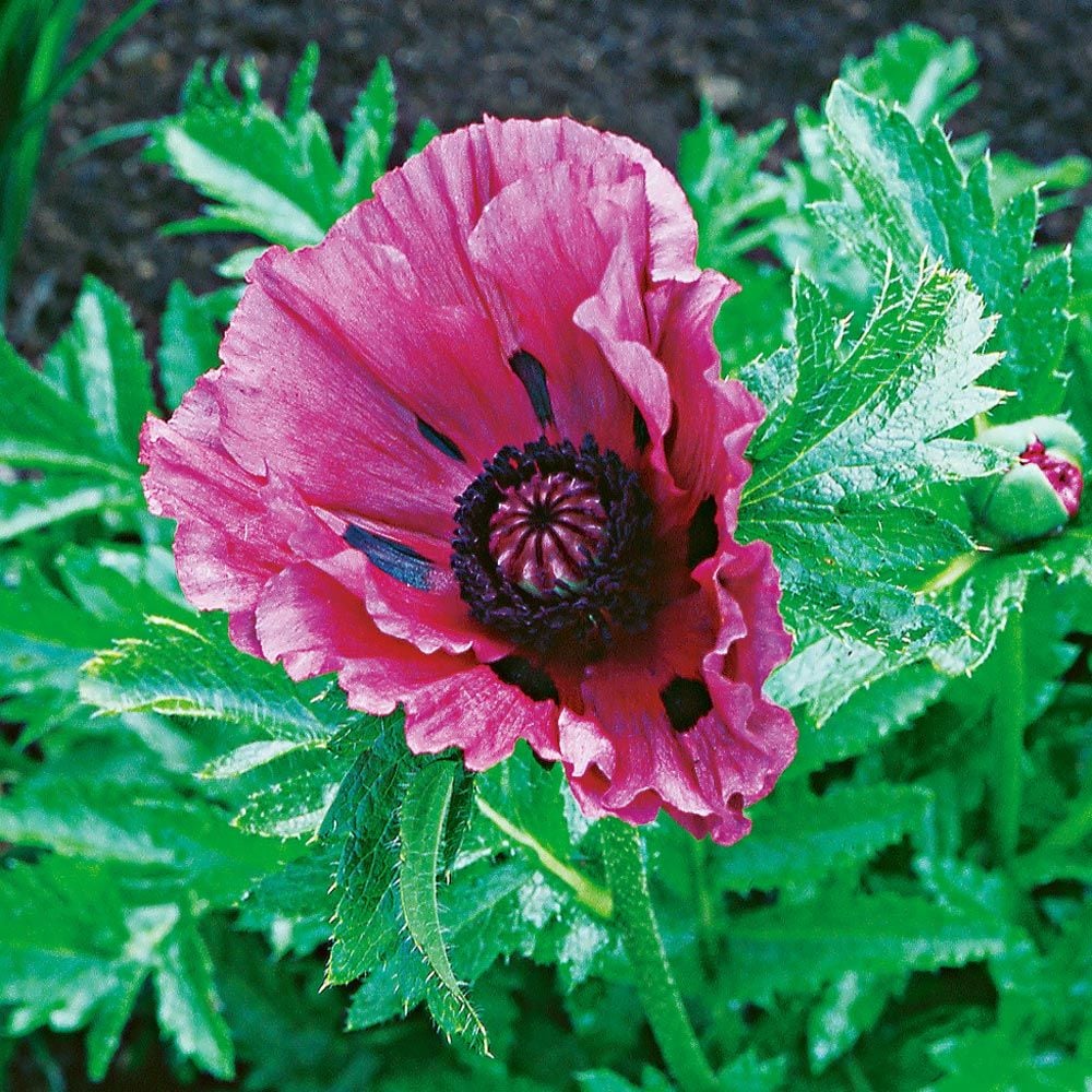 Papaver orientale 'Patty's Plum'