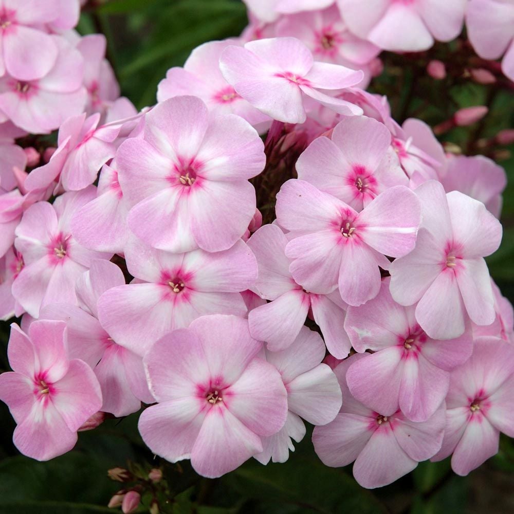 Phlox paniculata Candy Store® Cotton Candy