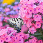  Phlox paniculata Candy Store® Coral Crème Drop