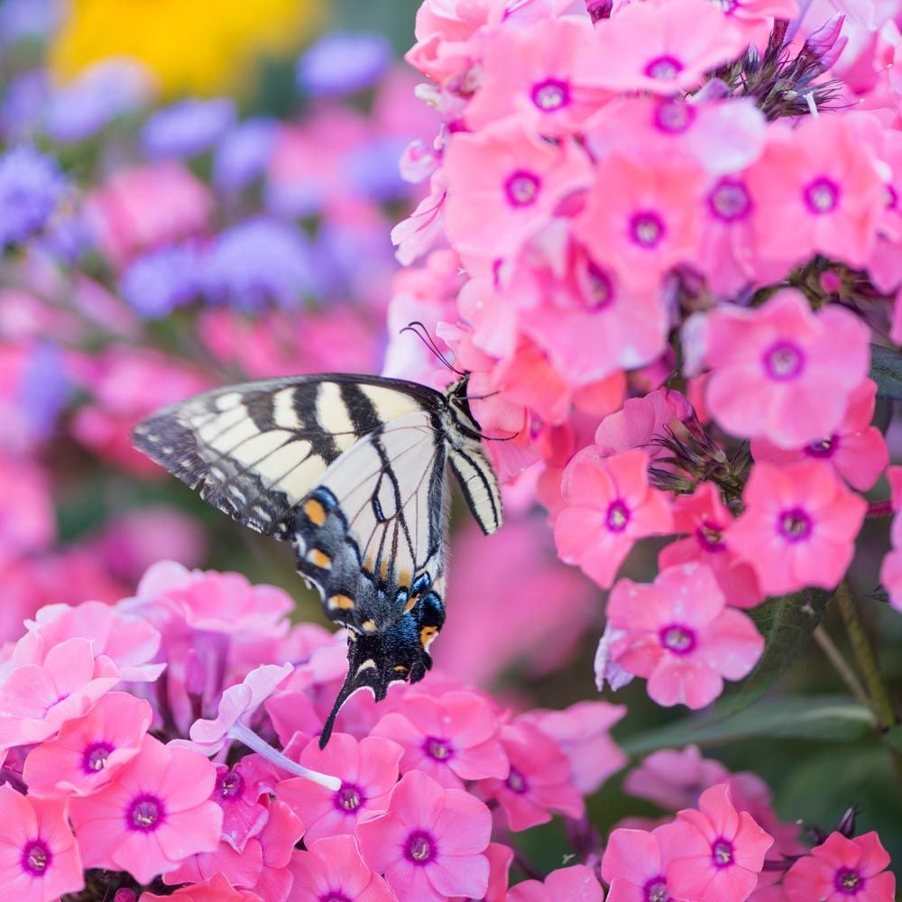 Phlox paniculata Candy Store® Coral Crème Drop