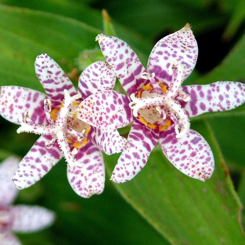 Tricyrtis hirta Miyazaki Hybrids