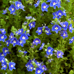  Veronica 'Tidal Pool'