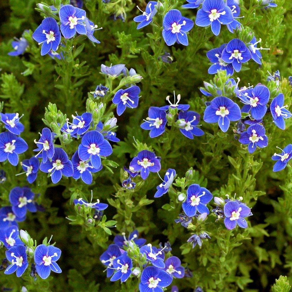 Veronica 'Tidal Pool'