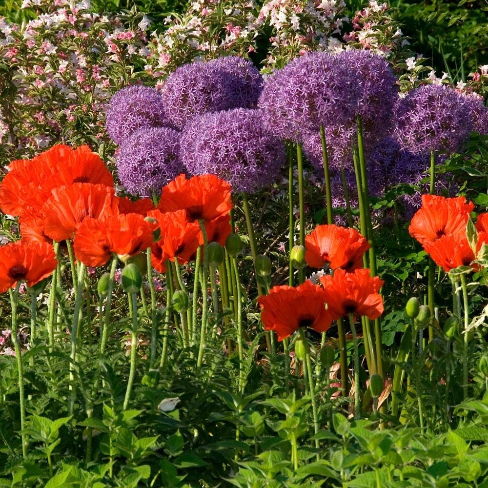 Allium & Poppy Collection