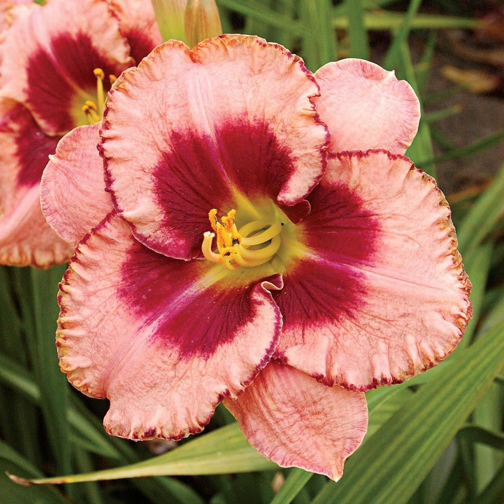 Hemerocallis (Daylily) 'Daring Deception'