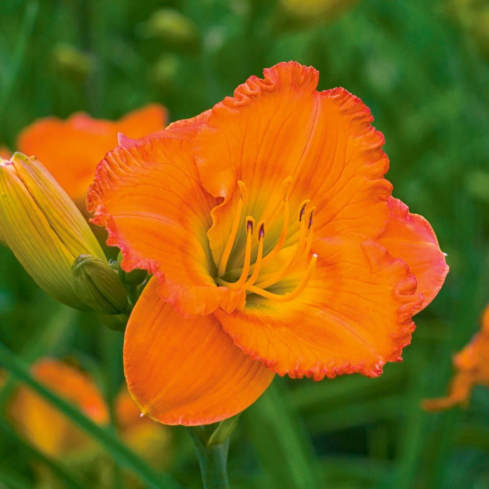 Unique 50 Daylilies Hemerocallis White Flower Farm