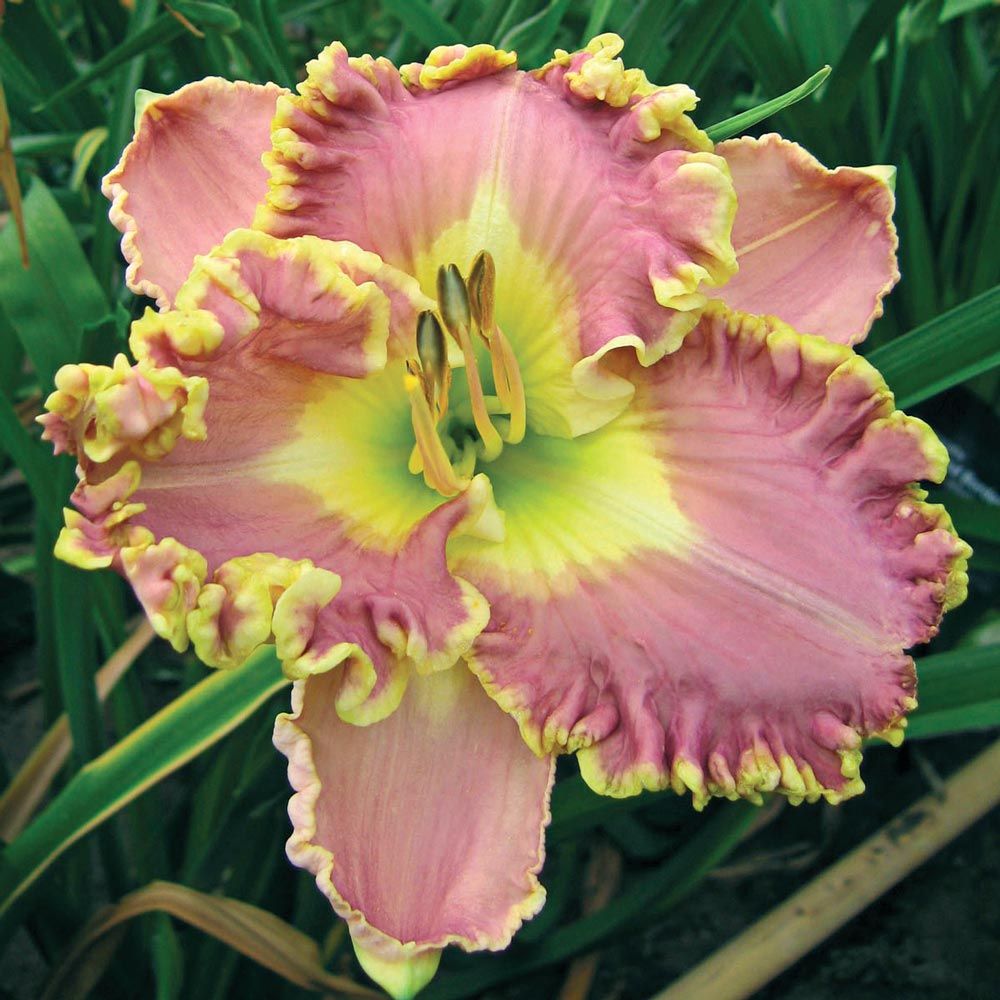 Hemerocallis (Daylily) 'Lavender Tutu'