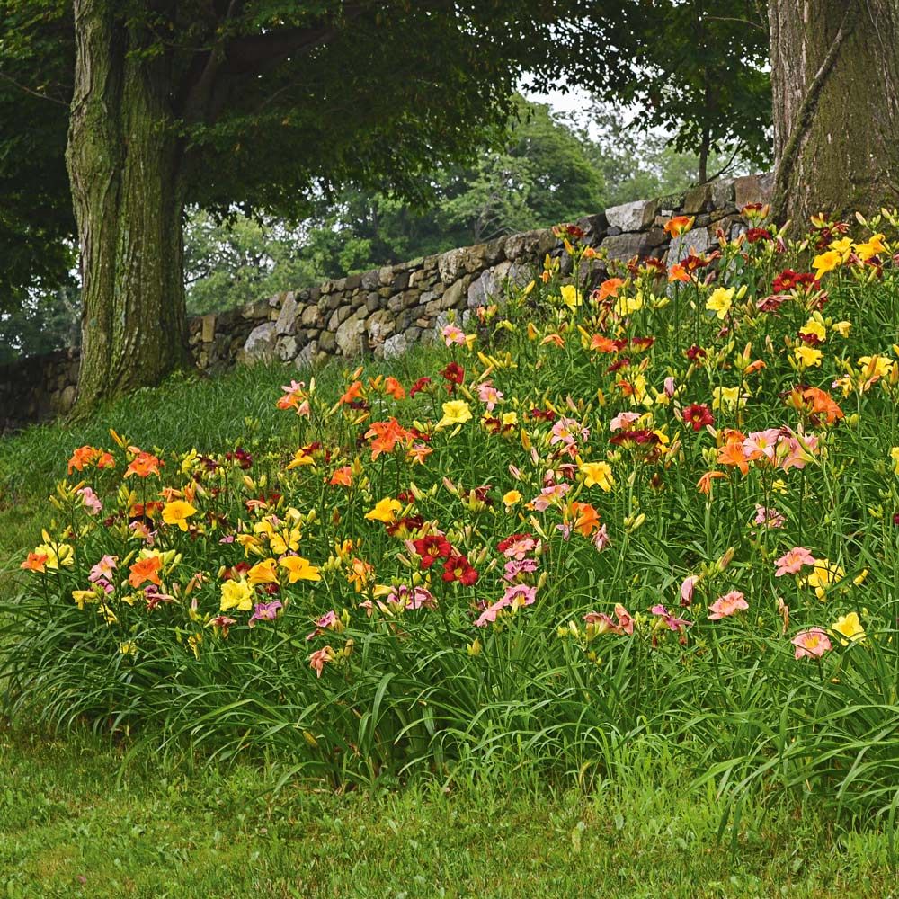 Unique 50 Daylilies Hemerocallis White Flower Farm