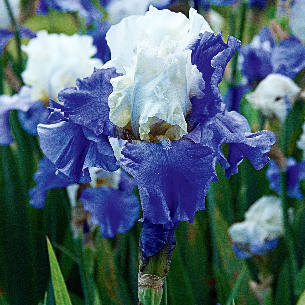 Iris germanica 'Stairway to Heaven'