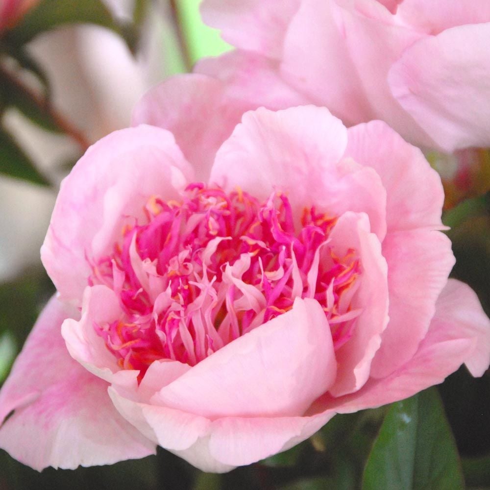 Peony 'Do Tell'