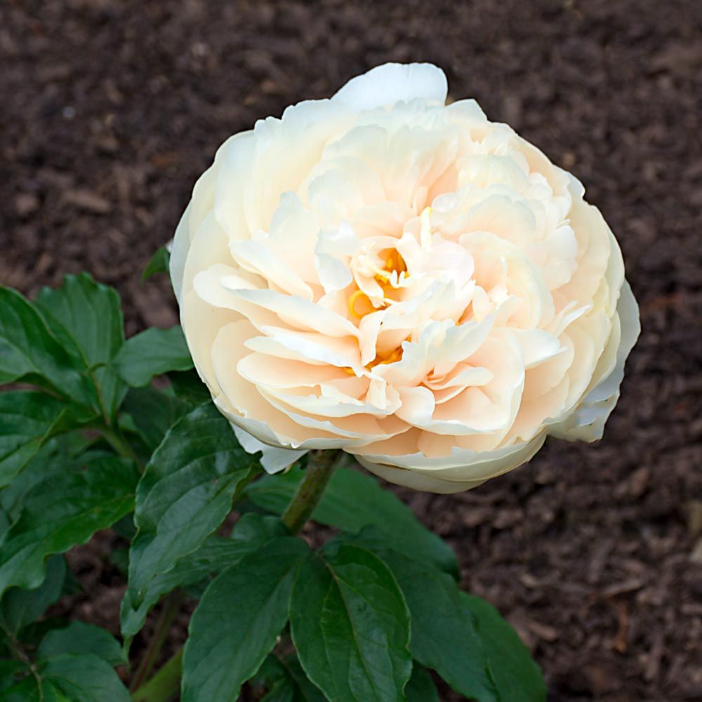 Peony 'Pastelegance' White Flower Farm