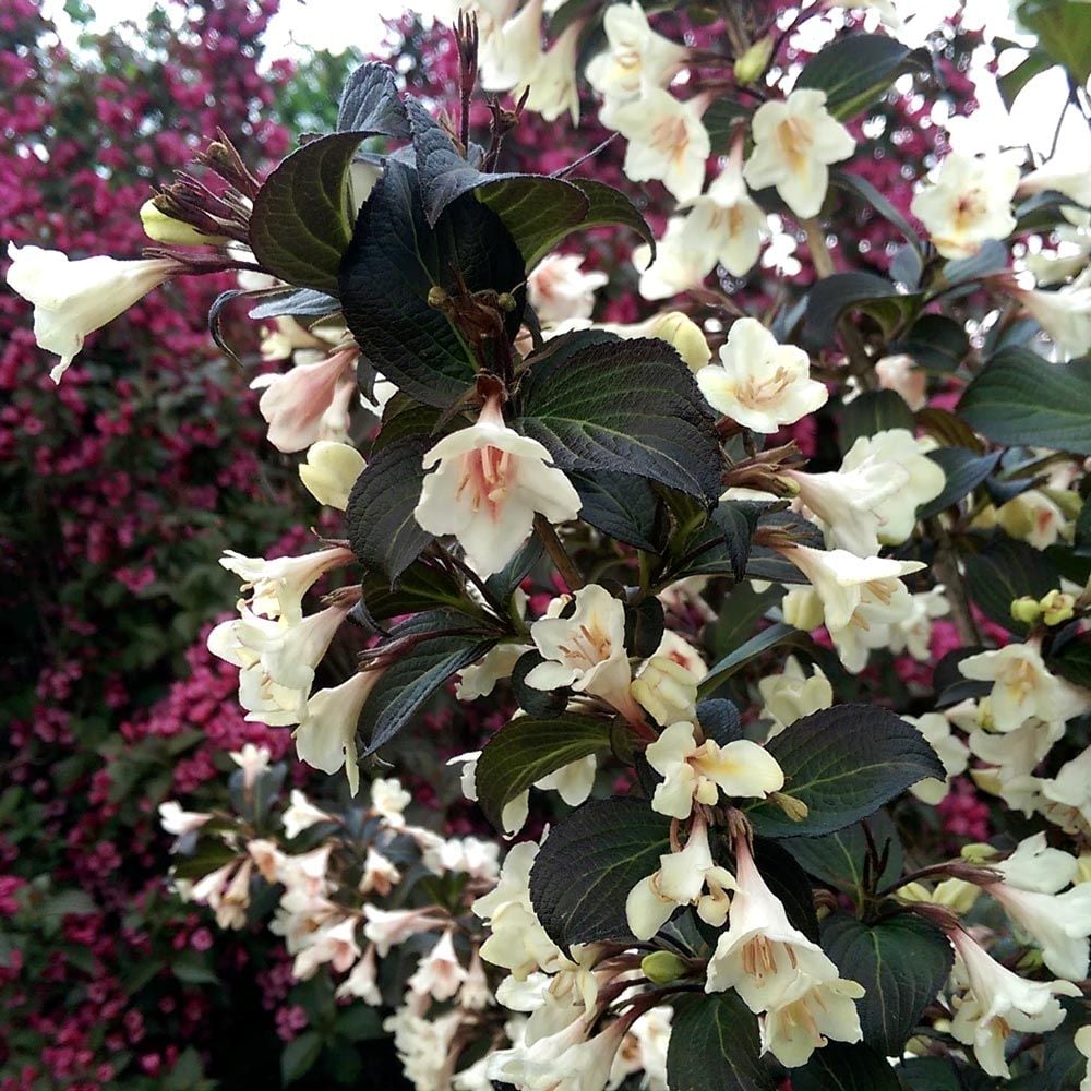 Weigela Tuxedo™