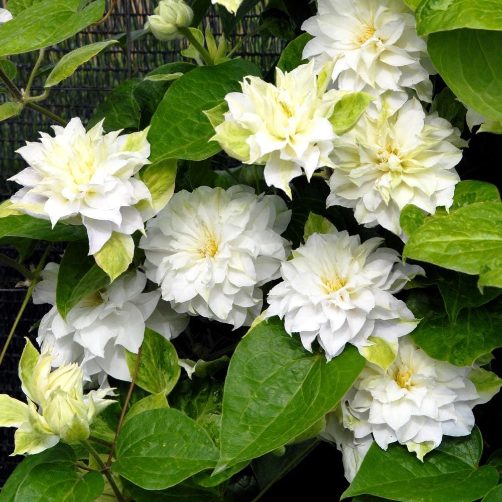 Clematis Madame Maria®