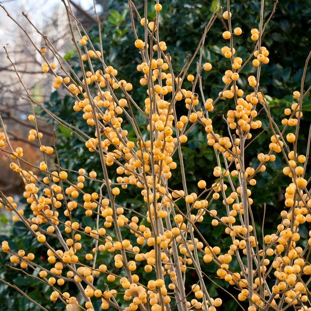 Ilex verticillata Berry Heavy® Gold