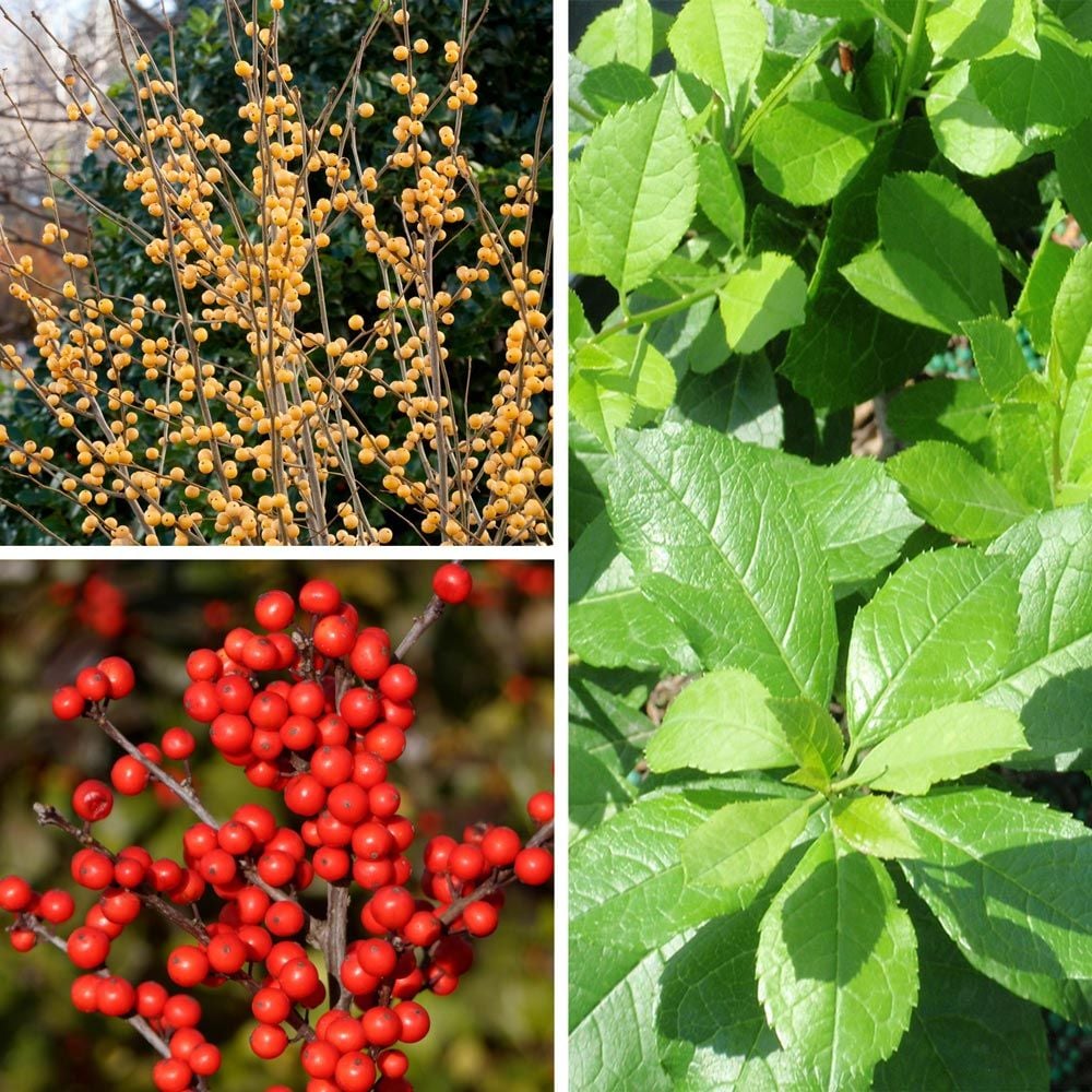 Winterberry Branches, 12 Bunches, 14-22