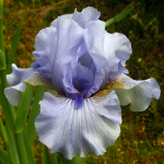  Iris germanica 'August Treat' - Reblooming